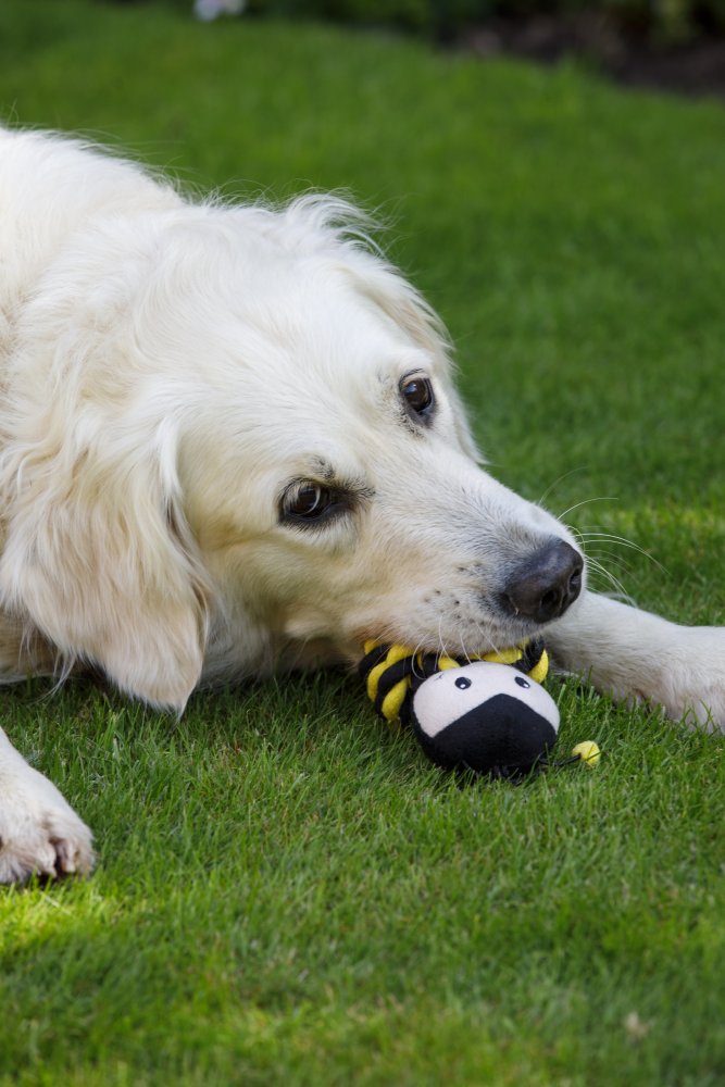 PETFACE BUDDIES BERT BEE ROPE BALL DOG TOY