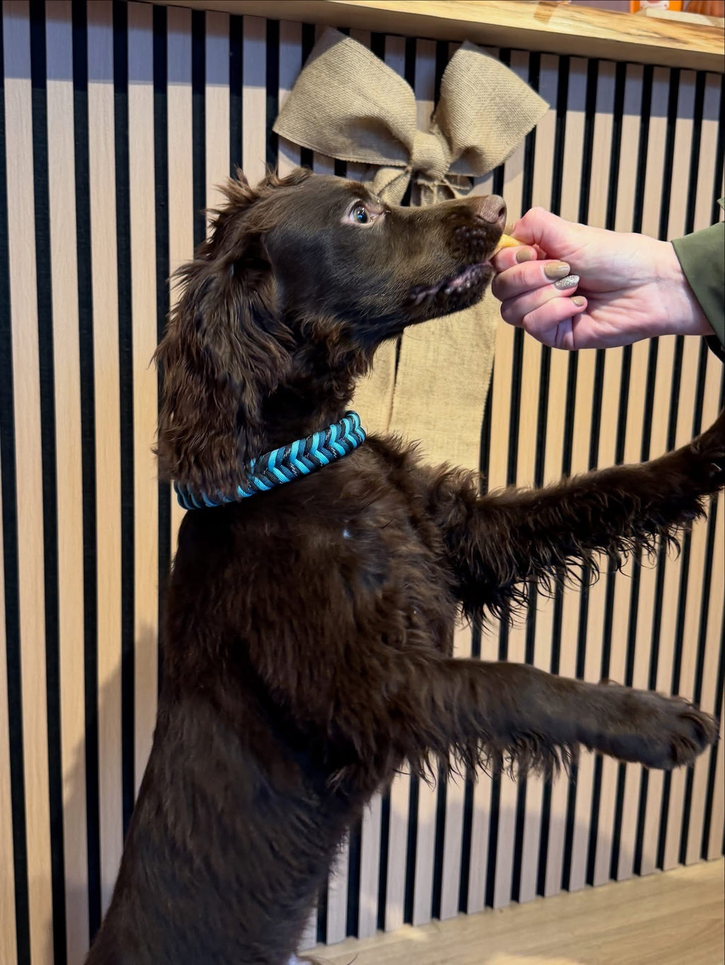 Bespoke Homemade Paracord Dog Collars