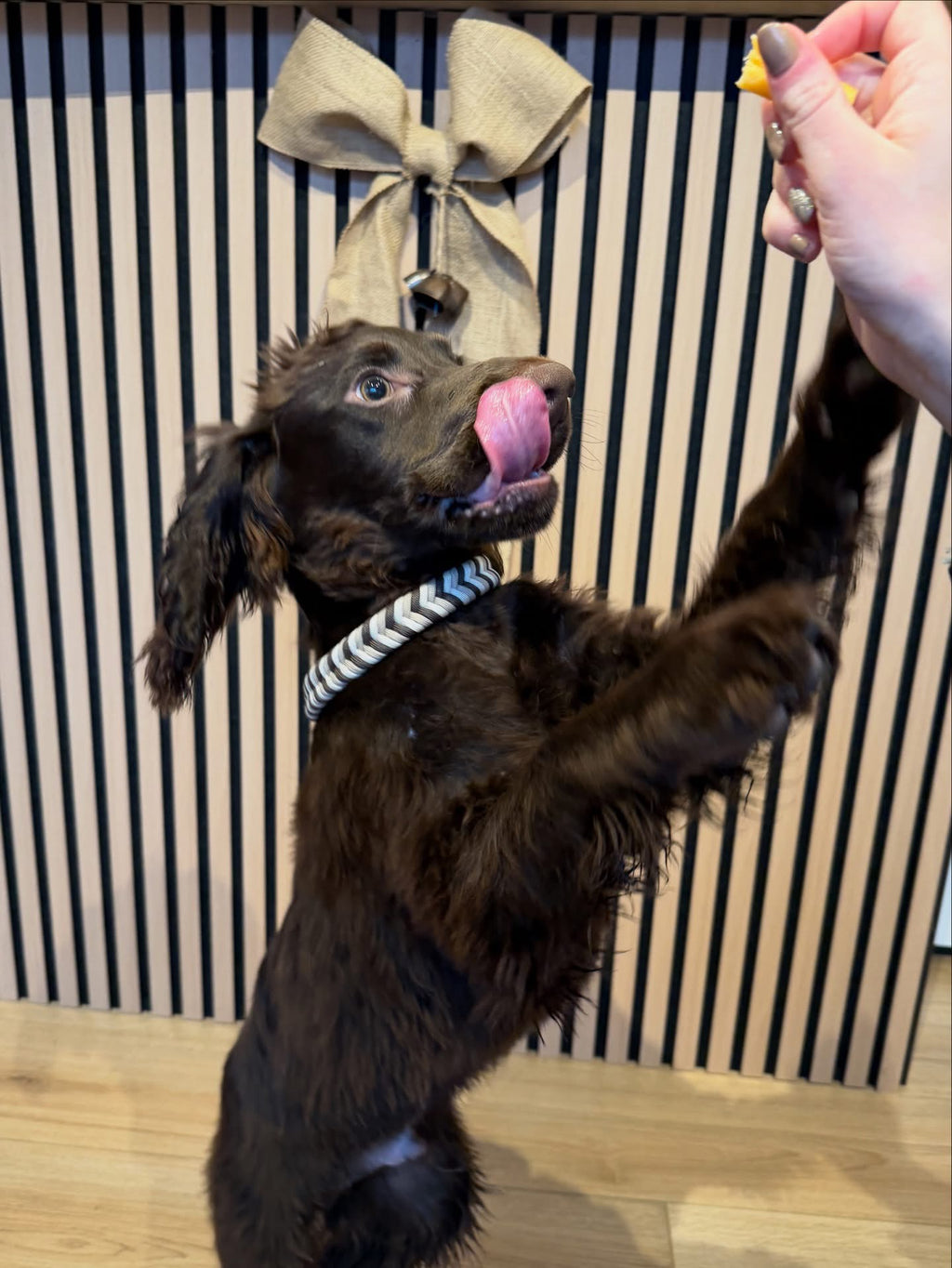 Bespoke Homemade Paracord Dog Collars