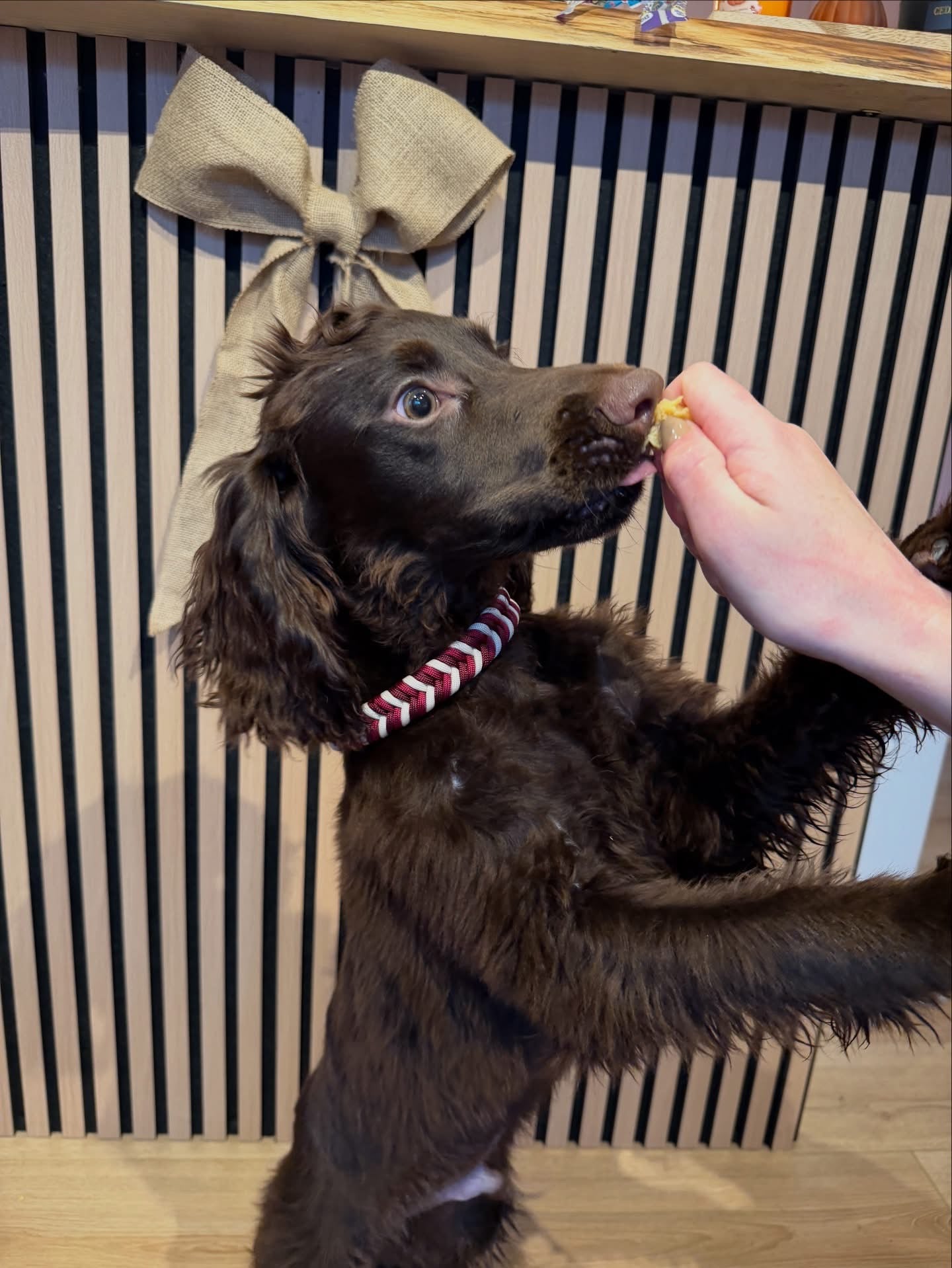 Bespoke Homemade Paracord Dog Collars