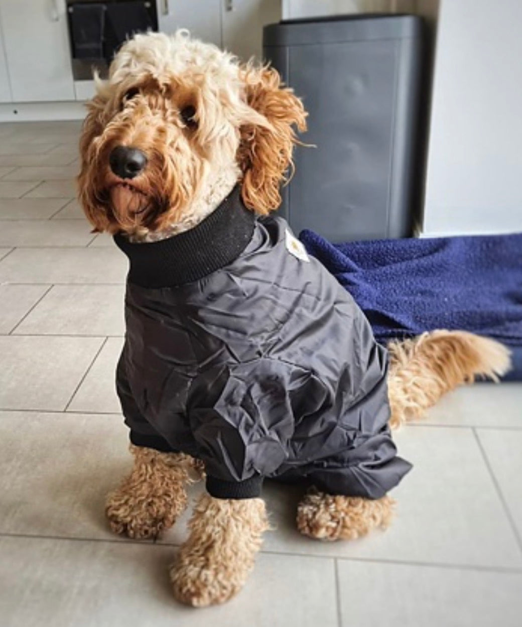 Indoor Drying Dog Coat