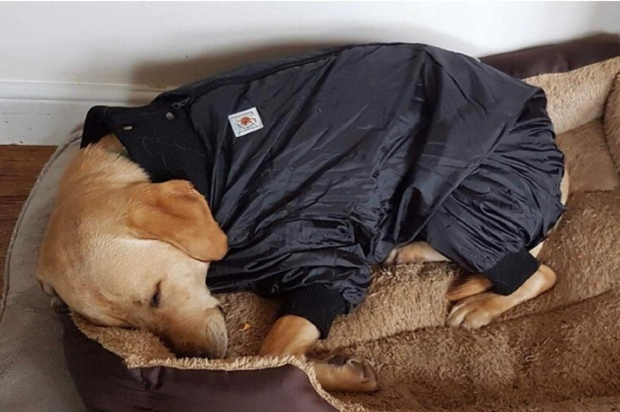 Indoor Drying Dog Coat