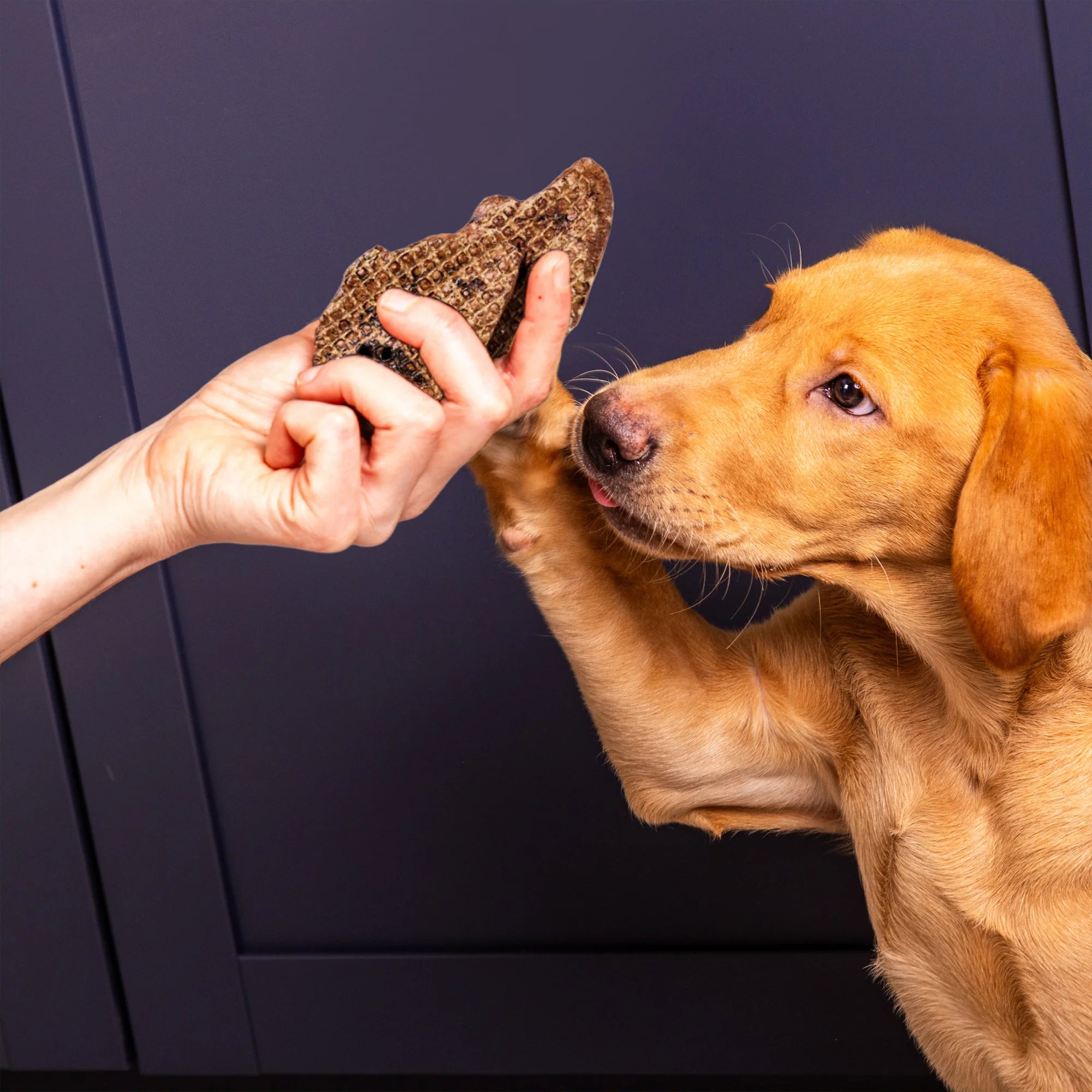 Nutriment - Lamb Puffs (100g)