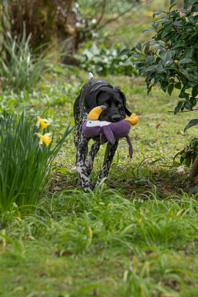 PETFACE PLANET TEGAN TOUCAN PLUSH DOG TOY