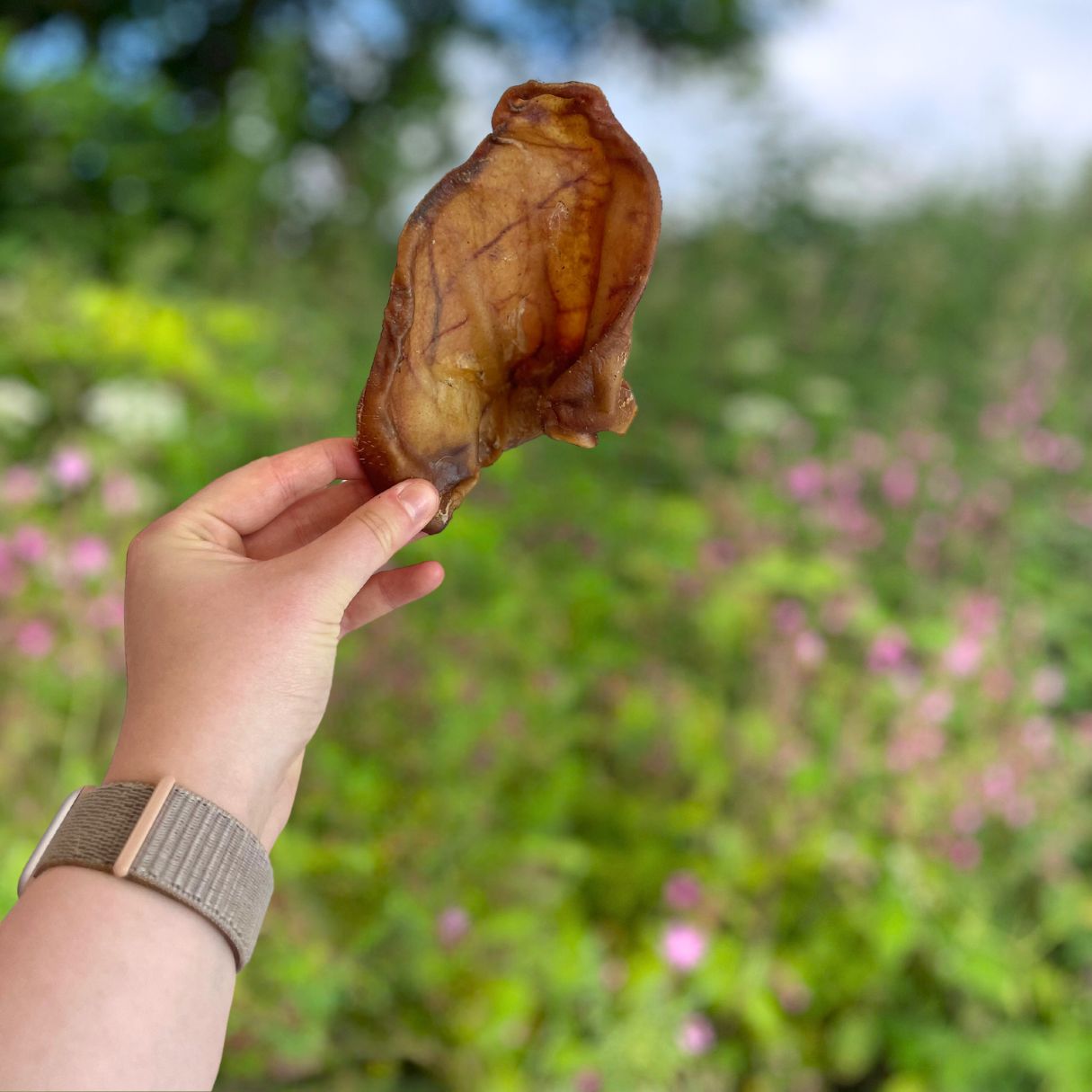 Large Pig Ears (10 pack)