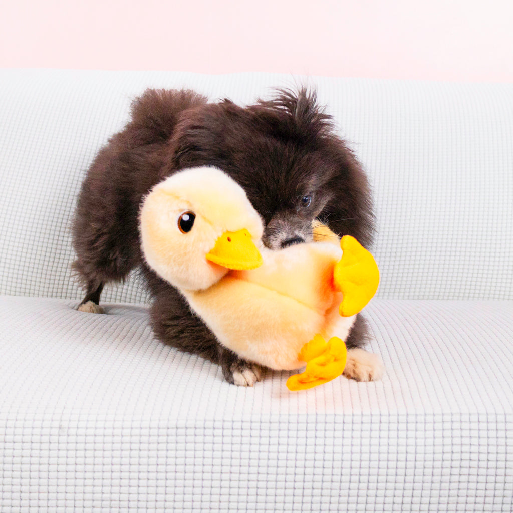 KONG Toughz Duck Squeaky Dog Toy Medium