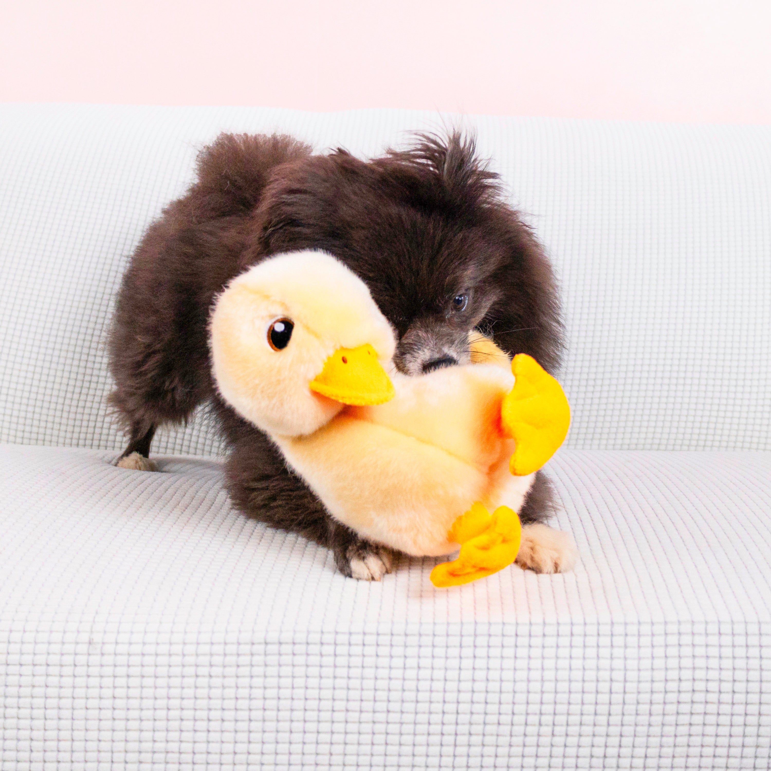 KONG Toughz Duck Squeaky Dog Toy Medium