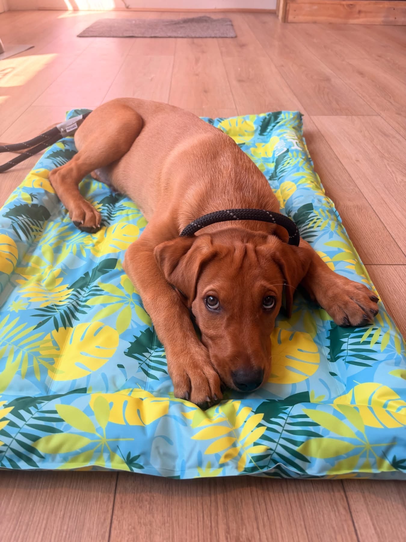 Tropical cooling mat - medium