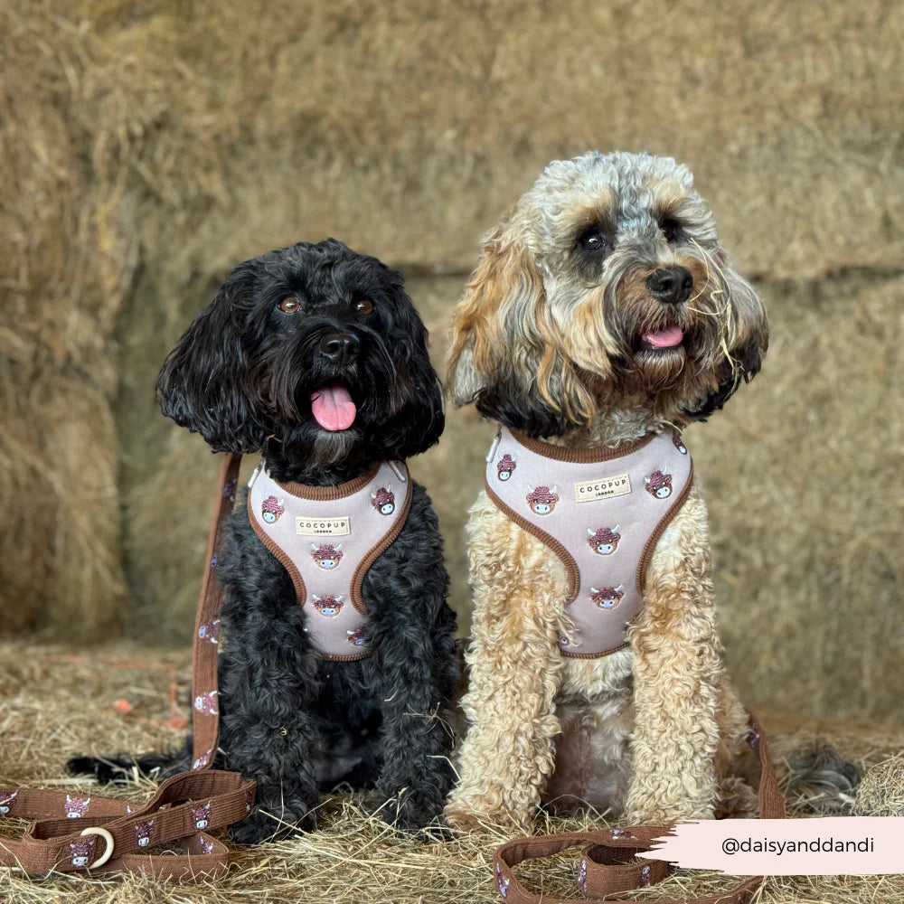COCOPUP HAROLD THE HIGHLAND COW ADJUSTABLE NECK HARNESS