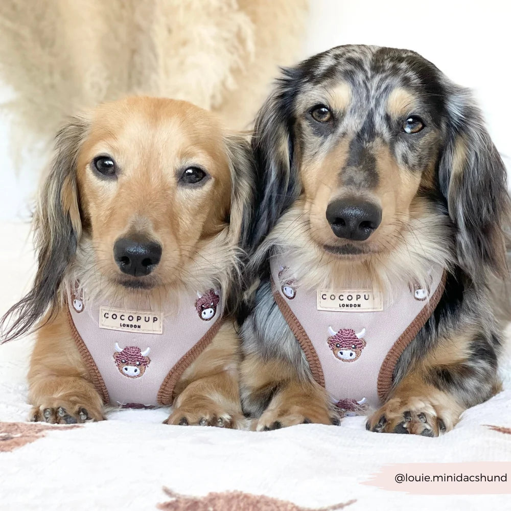 COCOPUP HAROLD THE HIGHLAND COW ADJUSTABLE NECK HARNESS