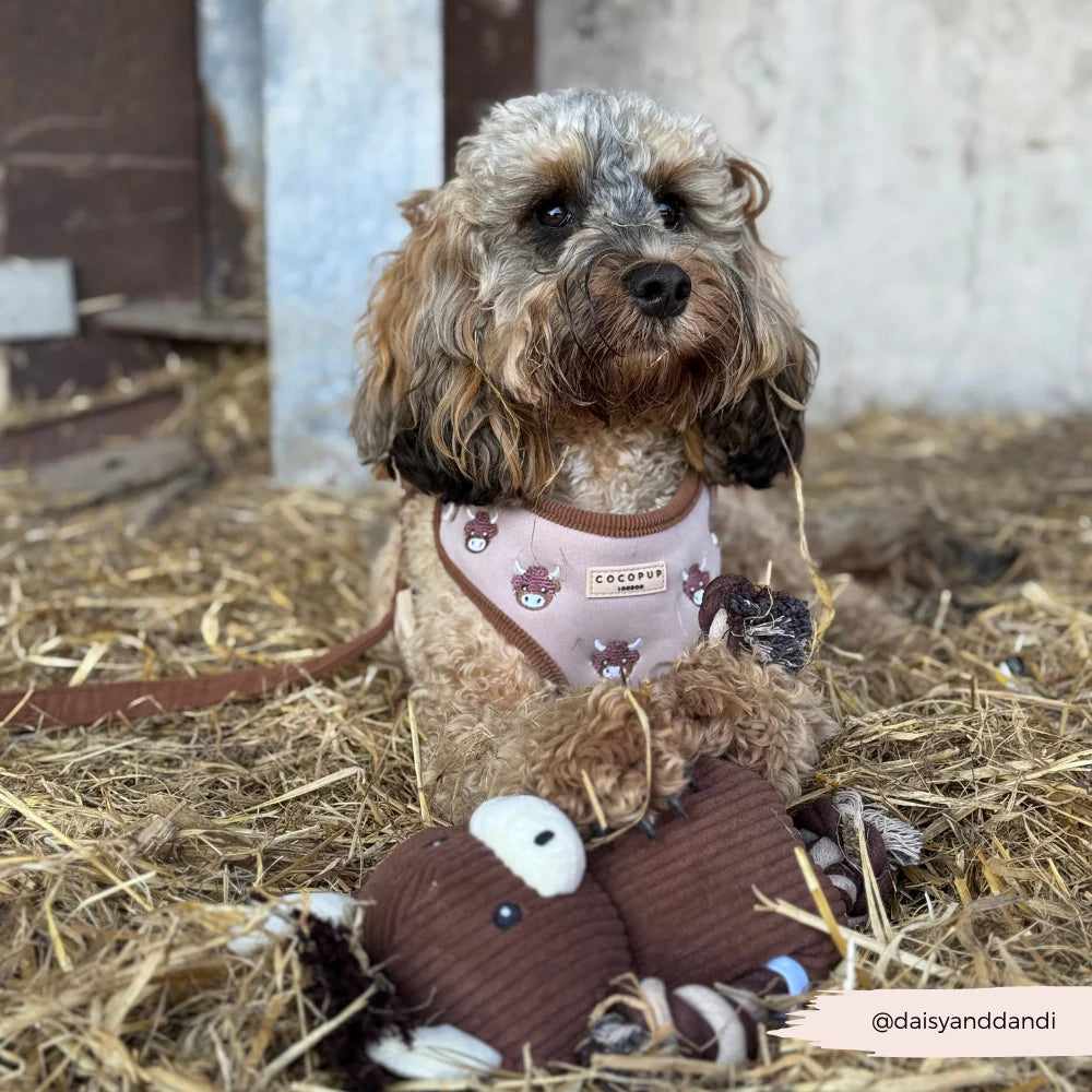 COCOPUP HAROLD THE HIGHLAND COW ADJUSTABLE NECK HARNESS