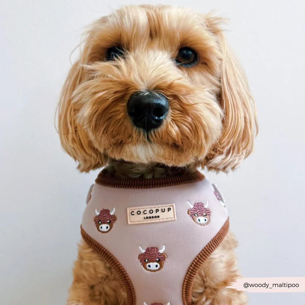 COCOPUP HAROLD THE HIGHLAND COW ADJUSTABLE NECK HARNESS