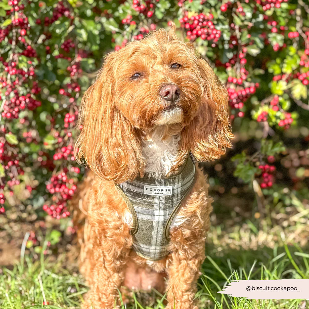 COCOPUP OLIVE CHECK ADJUSTABLE NECK HARNESS