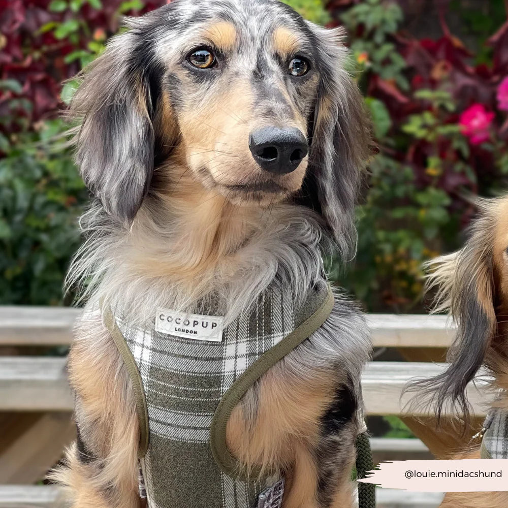 COCOPUP OLIVE CHECK ADJUSTABLE NECK HARNESS