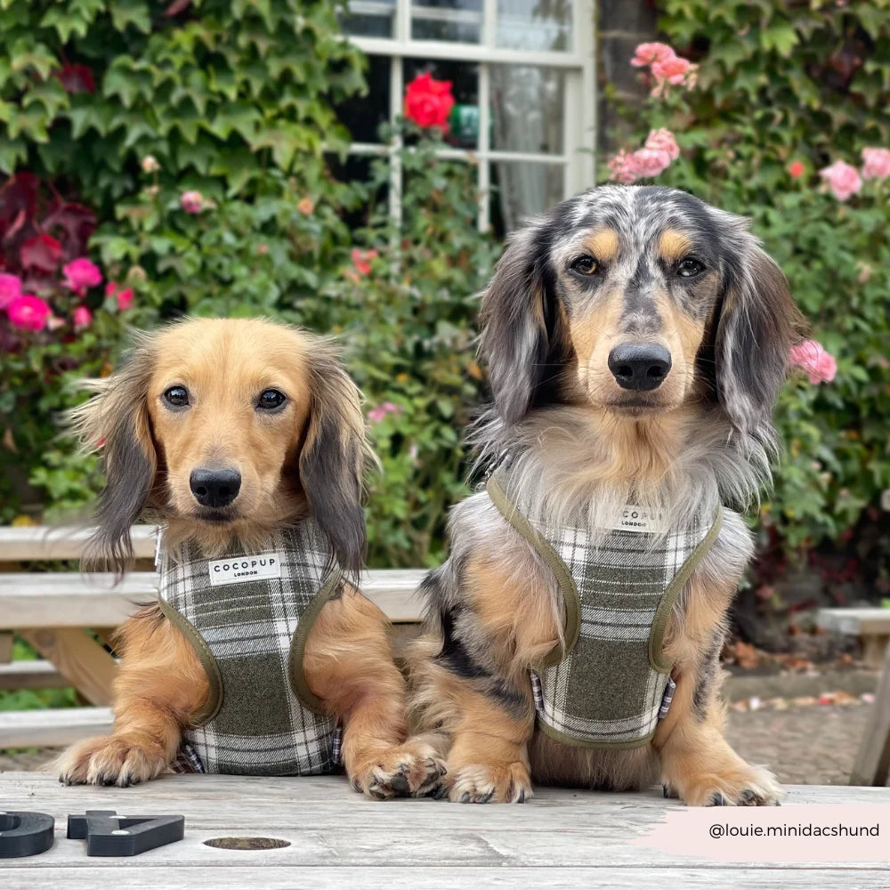 COCOPUP OLIVE CHECK ADJUSTABLE NECK HARNESS