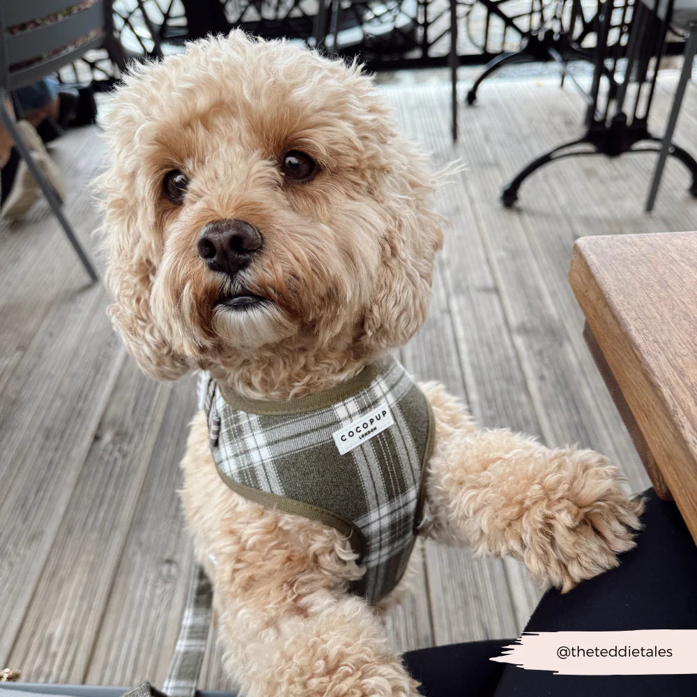 COCOPUP OLIVE CHECK ADJUSTABLE NECK HARNESS
