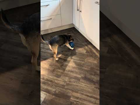 KONG Rewards Treat Ball for Dogs - Large